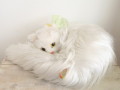 Steiff ターキッシュ バン キャット ニキ Steiff ターキッシュ バン キャット ニキ